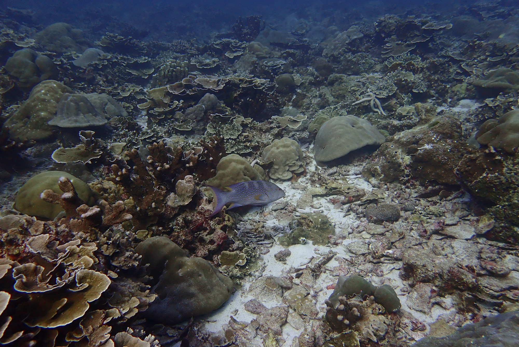 Koh Bon Similan Islands, Thailand