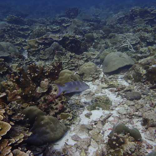 Koh Bon Similan Islands, Thailand