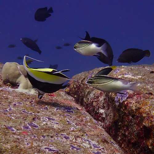 Granite Rocks Monacle Bream, long fin Bannerfish