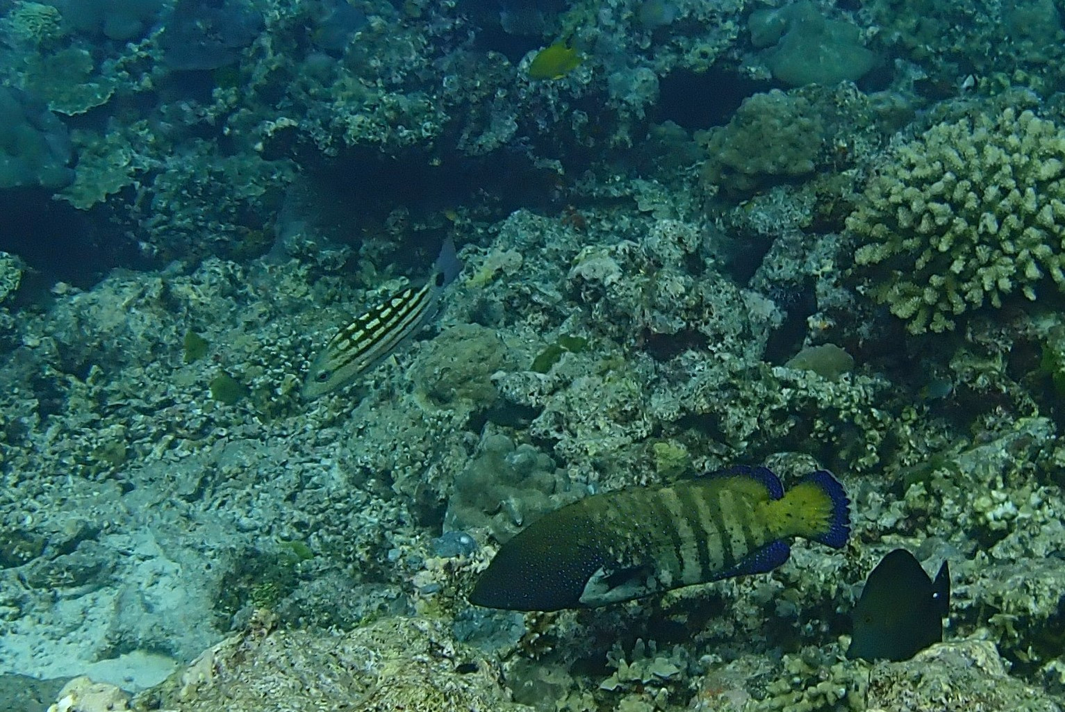 Three Trees Dive site Similan Islands, Thailand