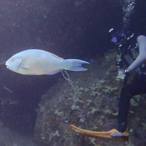 Parrotfish