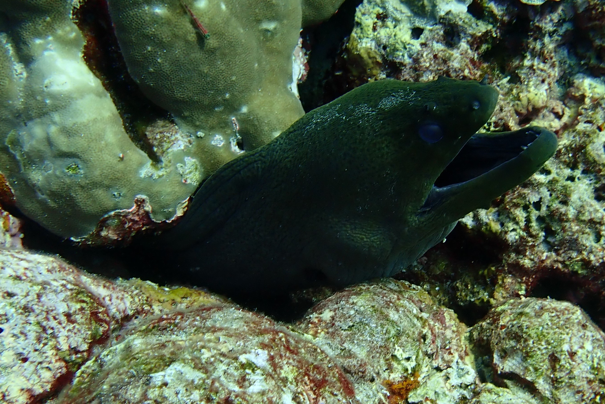 Three Trees Dive site Similan Islands, Таиланд