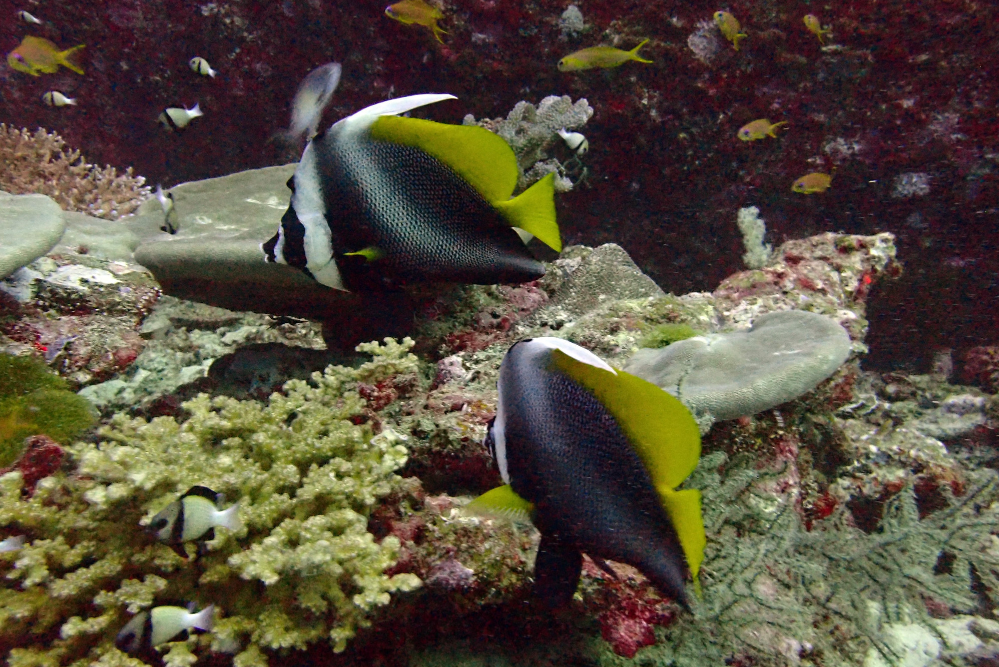 North Point Dive Site Similan Islands, Thailand