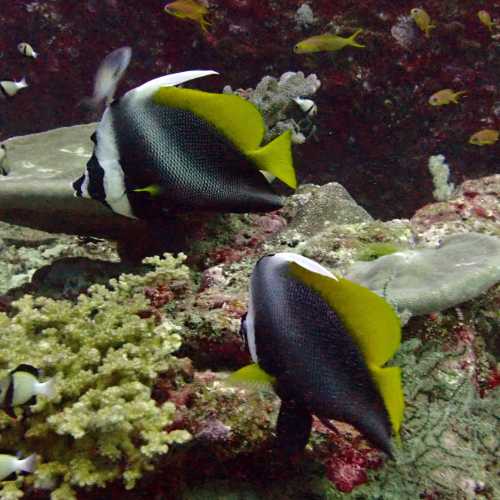 North Point Dive Site Similan Islands, Thailand