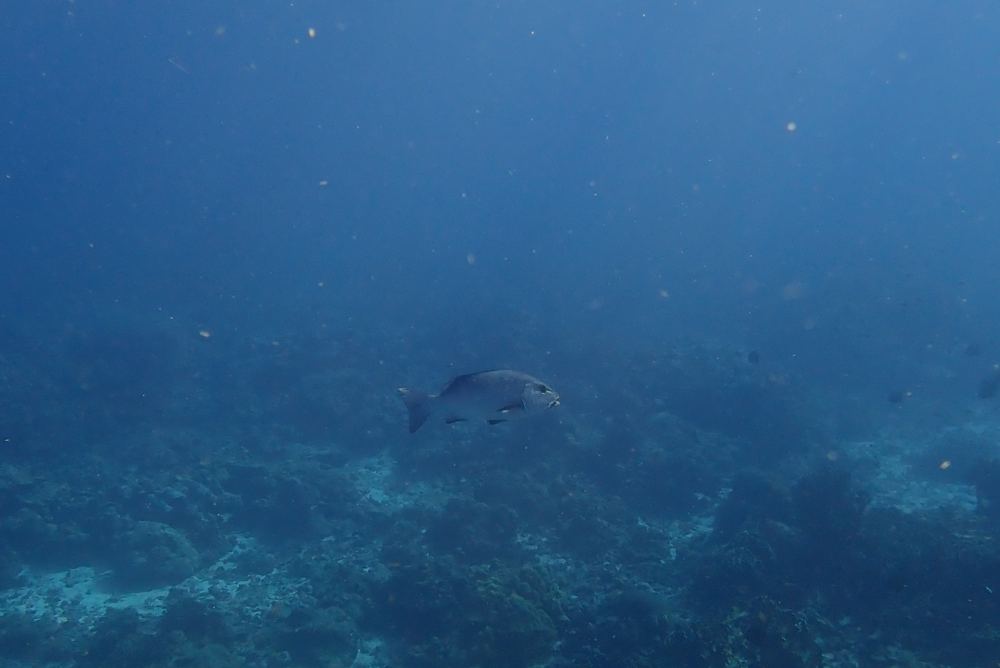 Three Trees Dive site Similan Islands, Таиланд