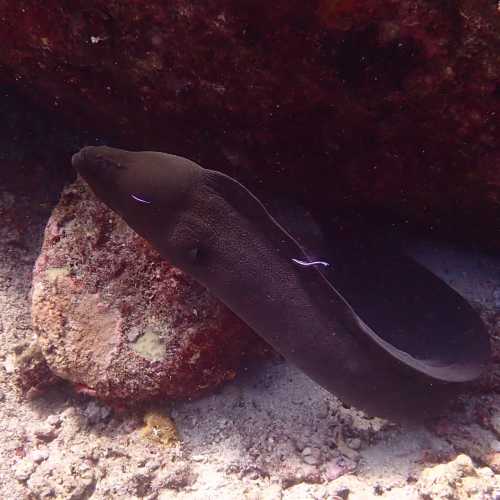 Moray Eel