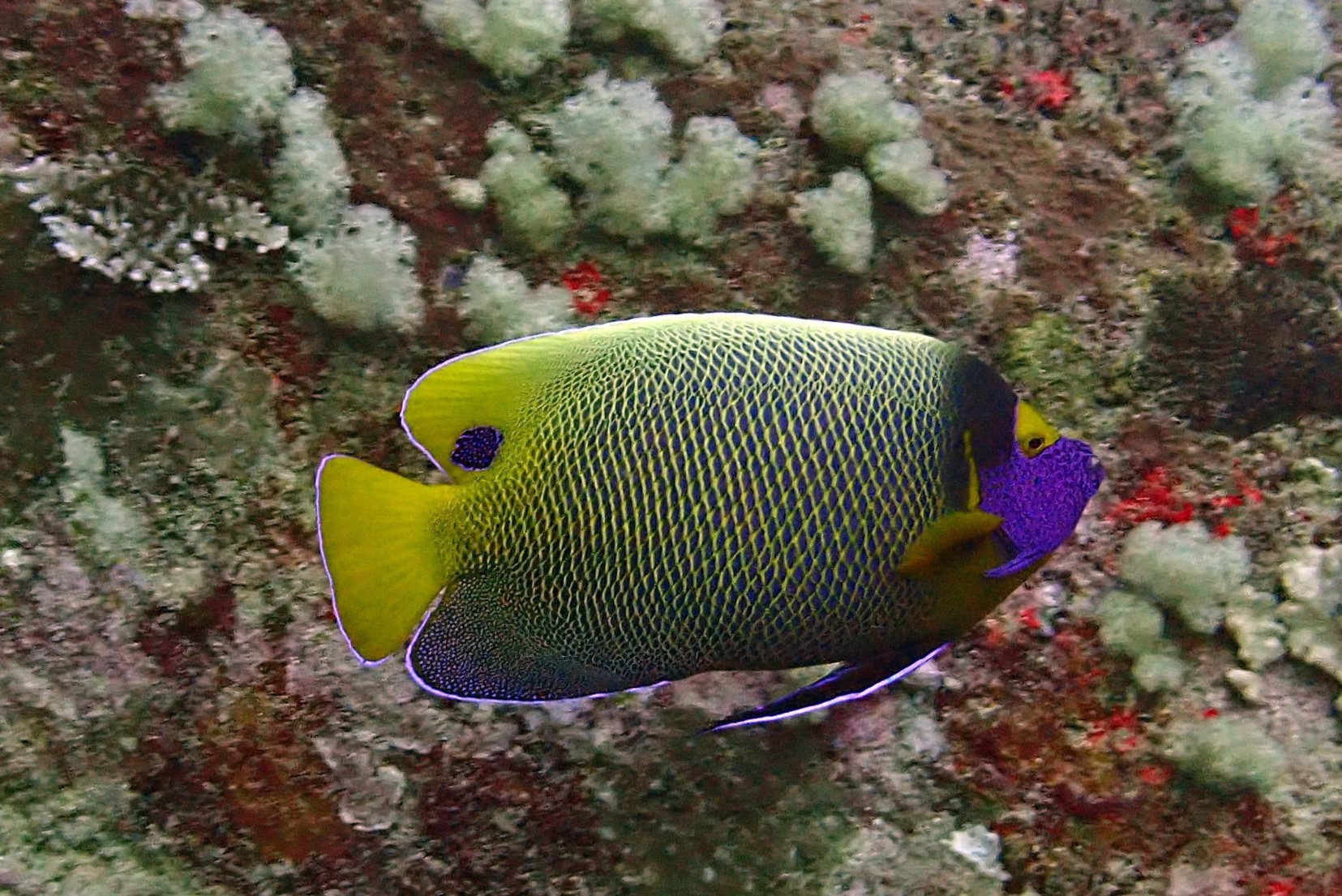 North Point Dive Site Similan Islands, Таиланд