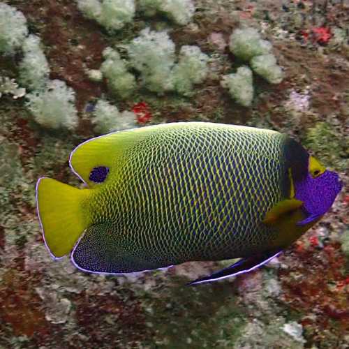 North Point Dive Site Similan Islands, Thailand