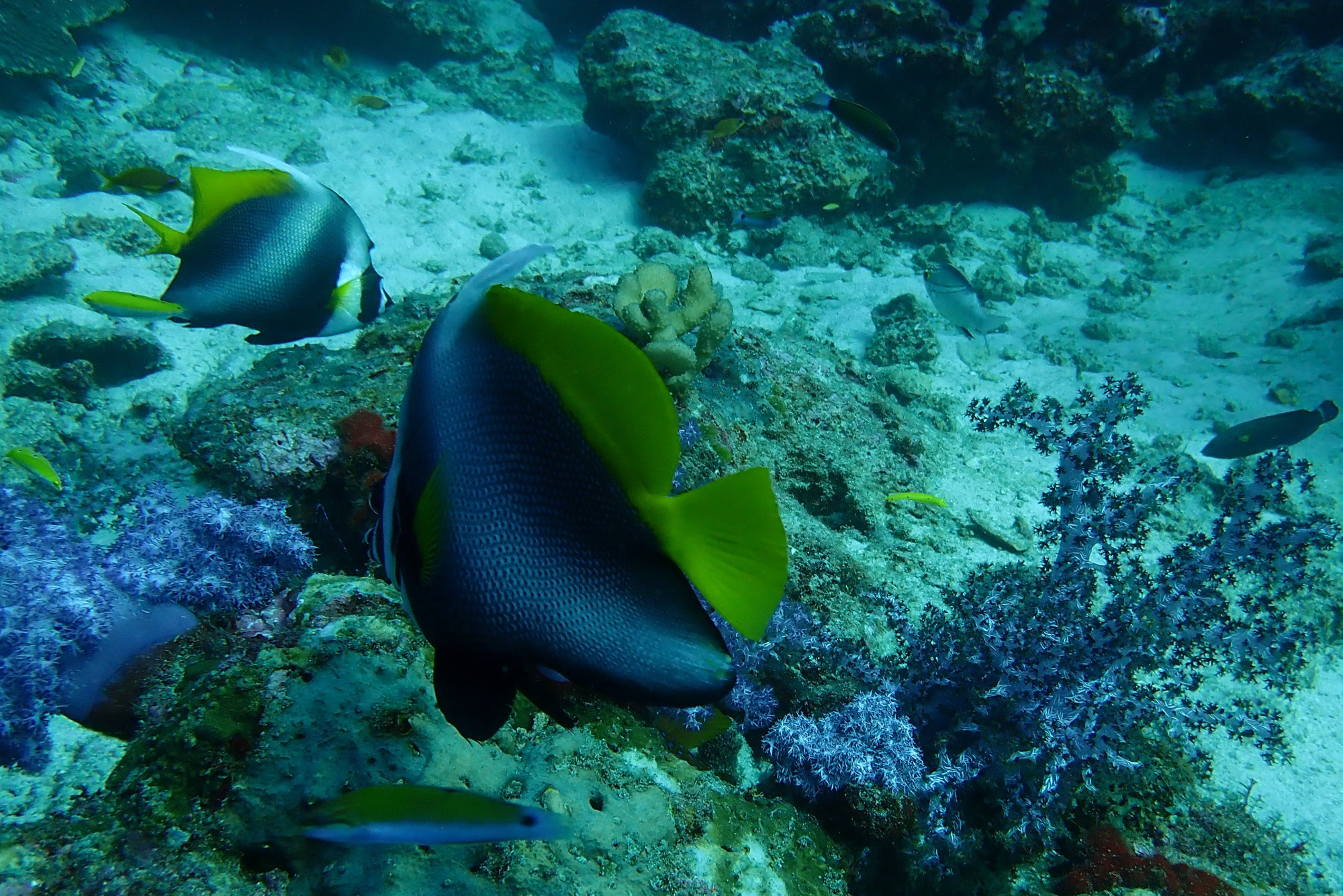 Three Trees Dive site Similan Islands, Таиланд