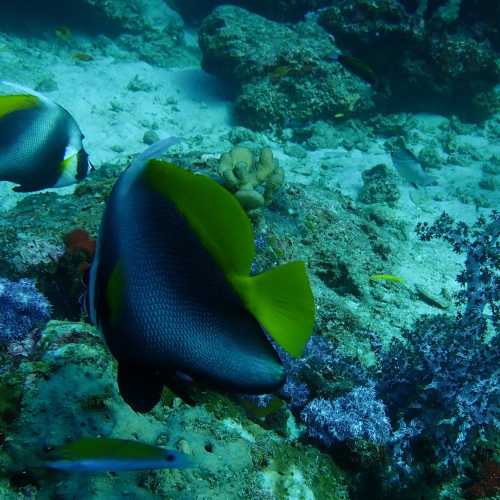 Three Trees Dive site Similan Islands, Thailand