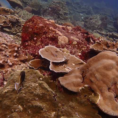 Koh Bon Similan Islands, Thailand