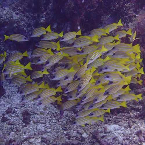 Common Blue Striped Snapper