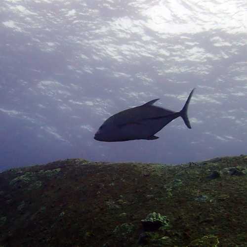 North Point Dive Site Similan Islands, Thailand