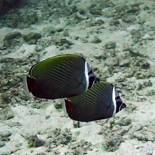 North Point Dive Site Similan Islands, Thailand