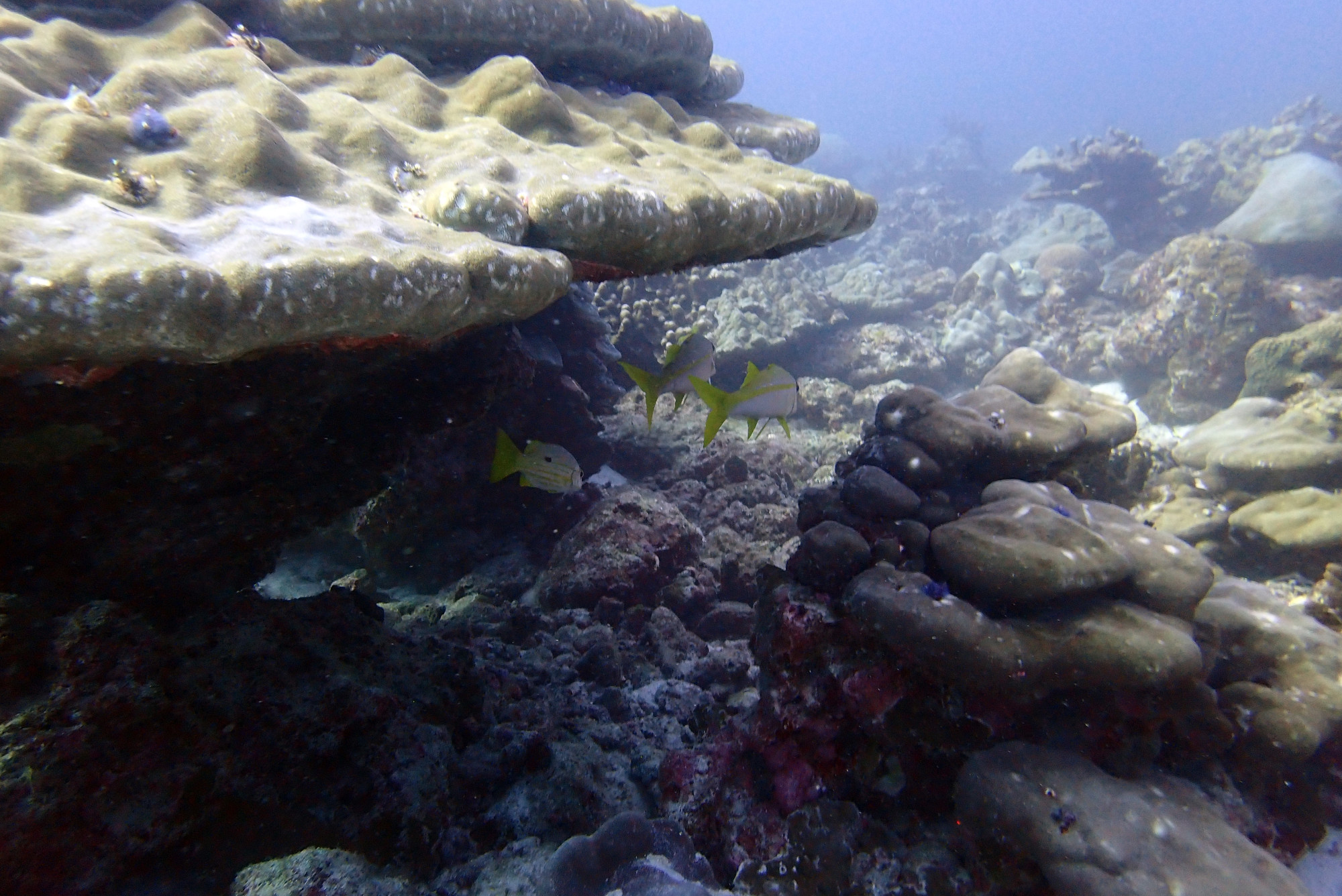 Koh Bon Similan Islands, Thailand