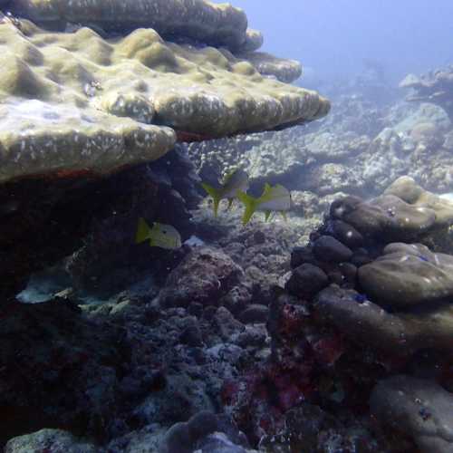 Yellowtail Snappers