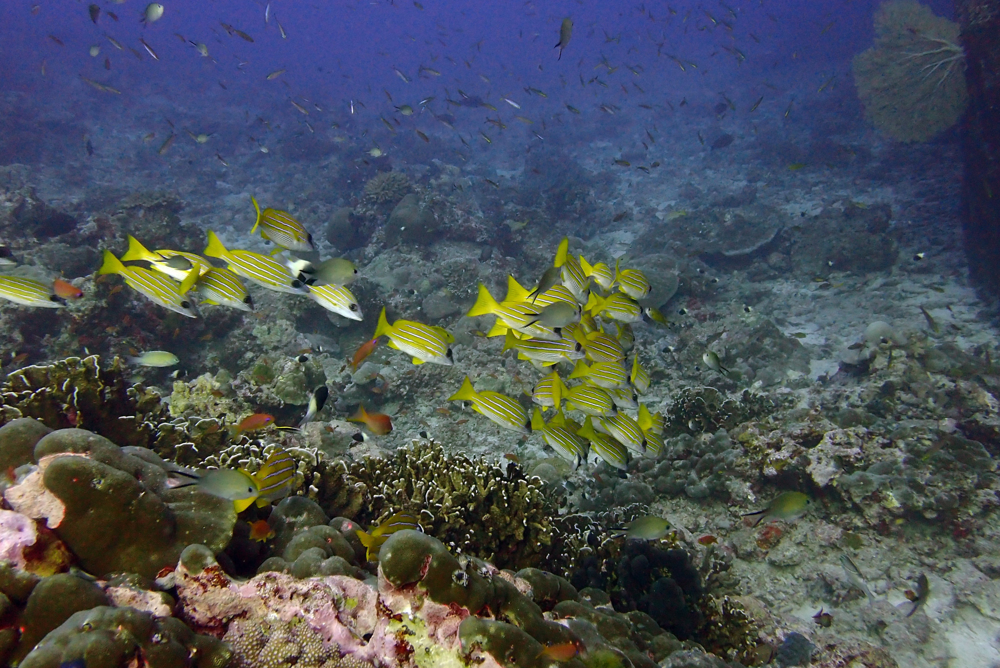 North Point Dive Site Similan Islands, Таиланд