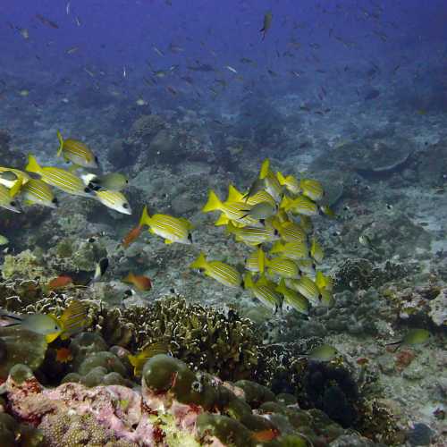 North Point Dive Site Similan Islands, Thailand