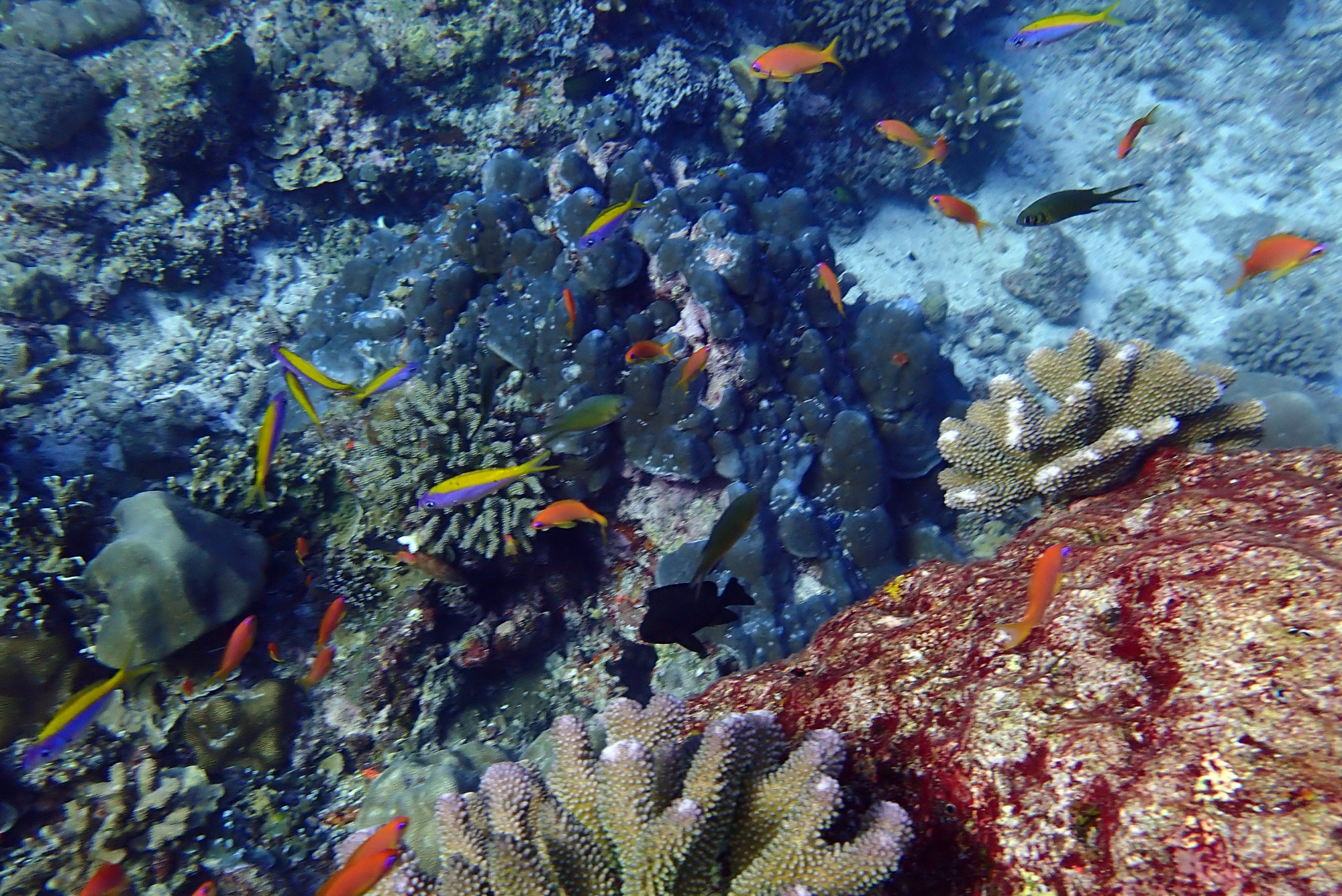 West Of Eden, Thailand