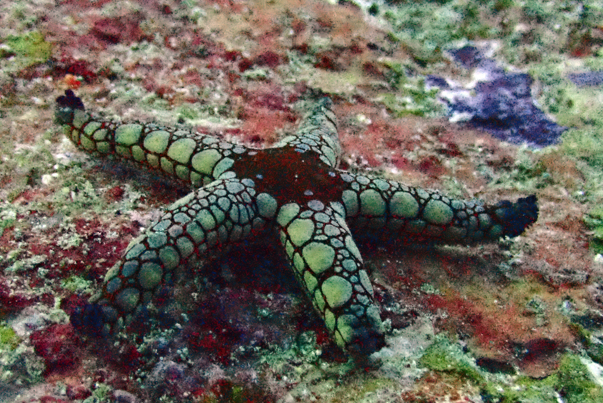 North Point Dive Site Similan Islands, Thailand