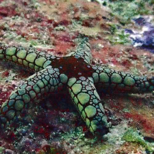 North Point Dive Site Similan Islands, Thailand