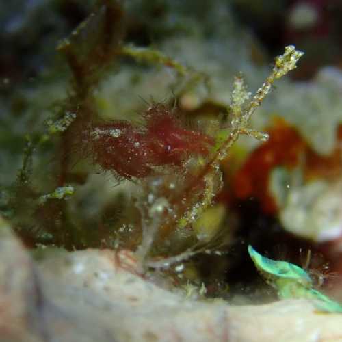 Turtle Rock Similans, Thailand