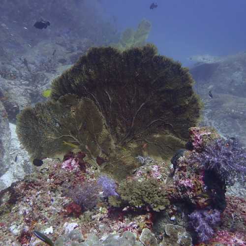 Gorgonian Fan