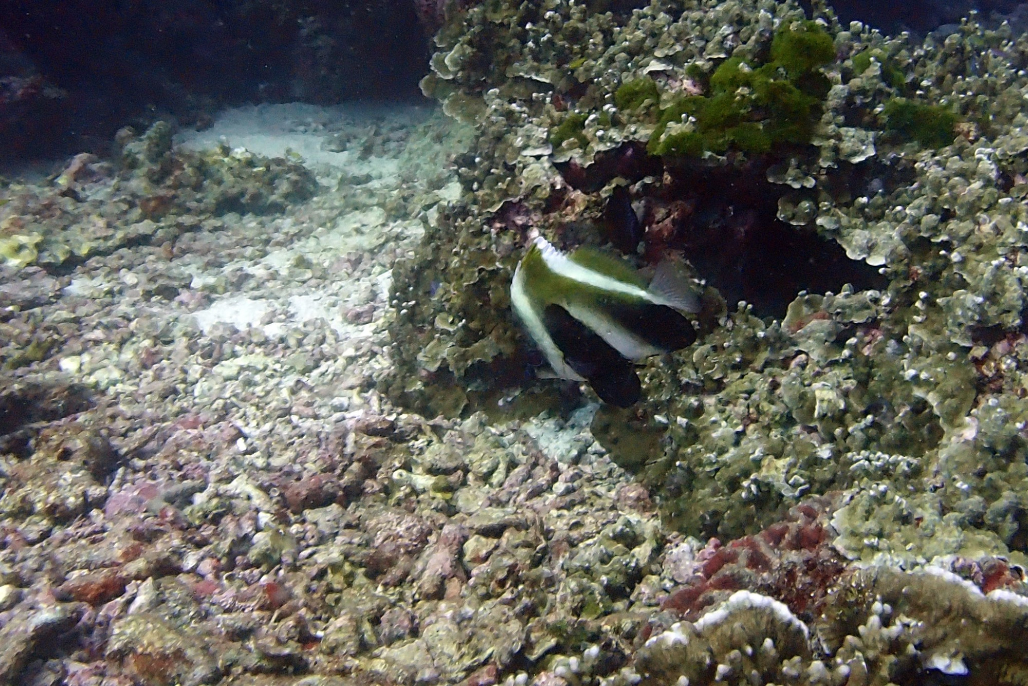 Koh Bon Similan Islands, Thailand