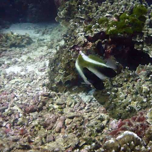 Pennant Bannerfish,