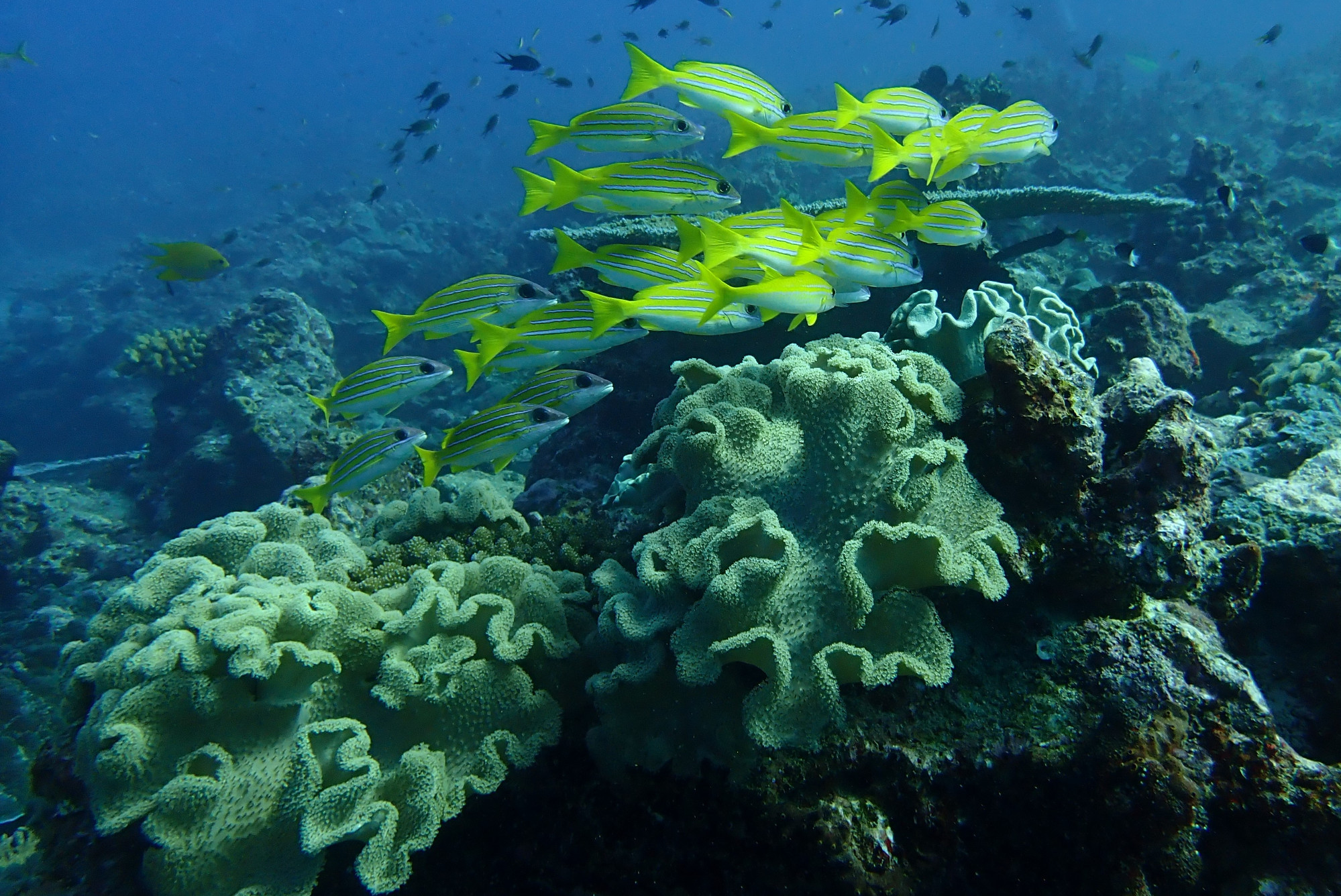 Three Trees Dive site Similan Islands, Thailand