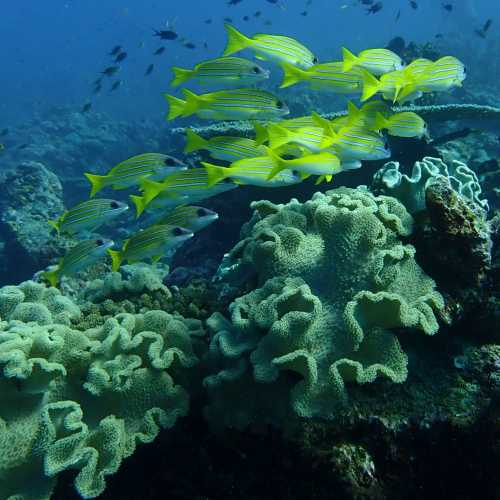 Three Trees Dive site Similan Islands, Thailand