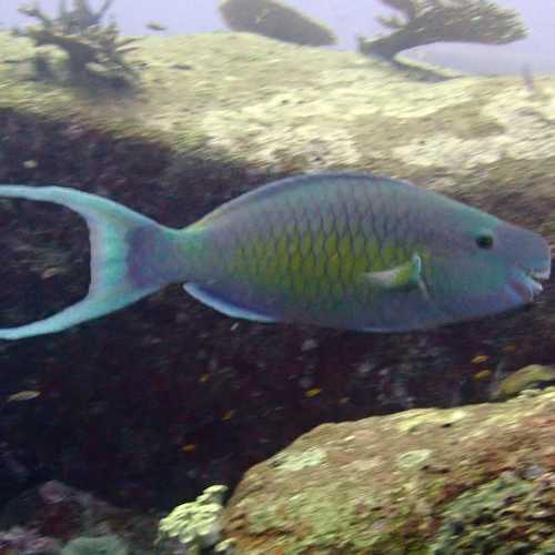 North Point Dive Site Similan Islands, Thailand