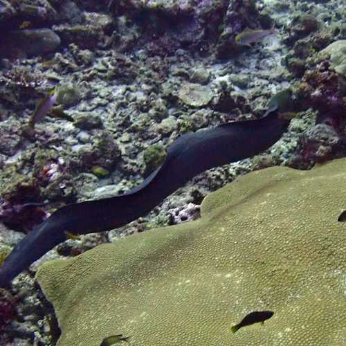 North Point Dive Site Similan Islands, Thailand