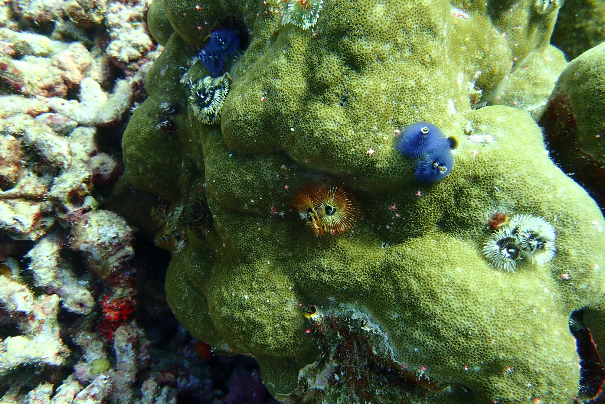 Three Trees Dive site Similan Islands, Thailand