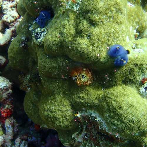 Xmas Tree Worms