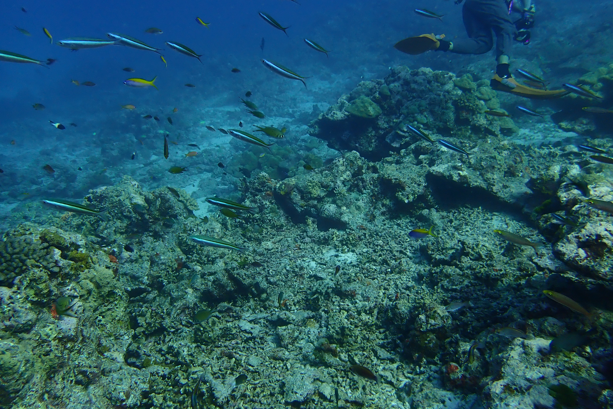 Three Trees Dive site Similan Islands, Thailand