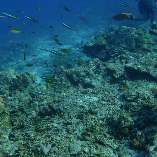 Three Trees Dive site Similan Islands, Thailand