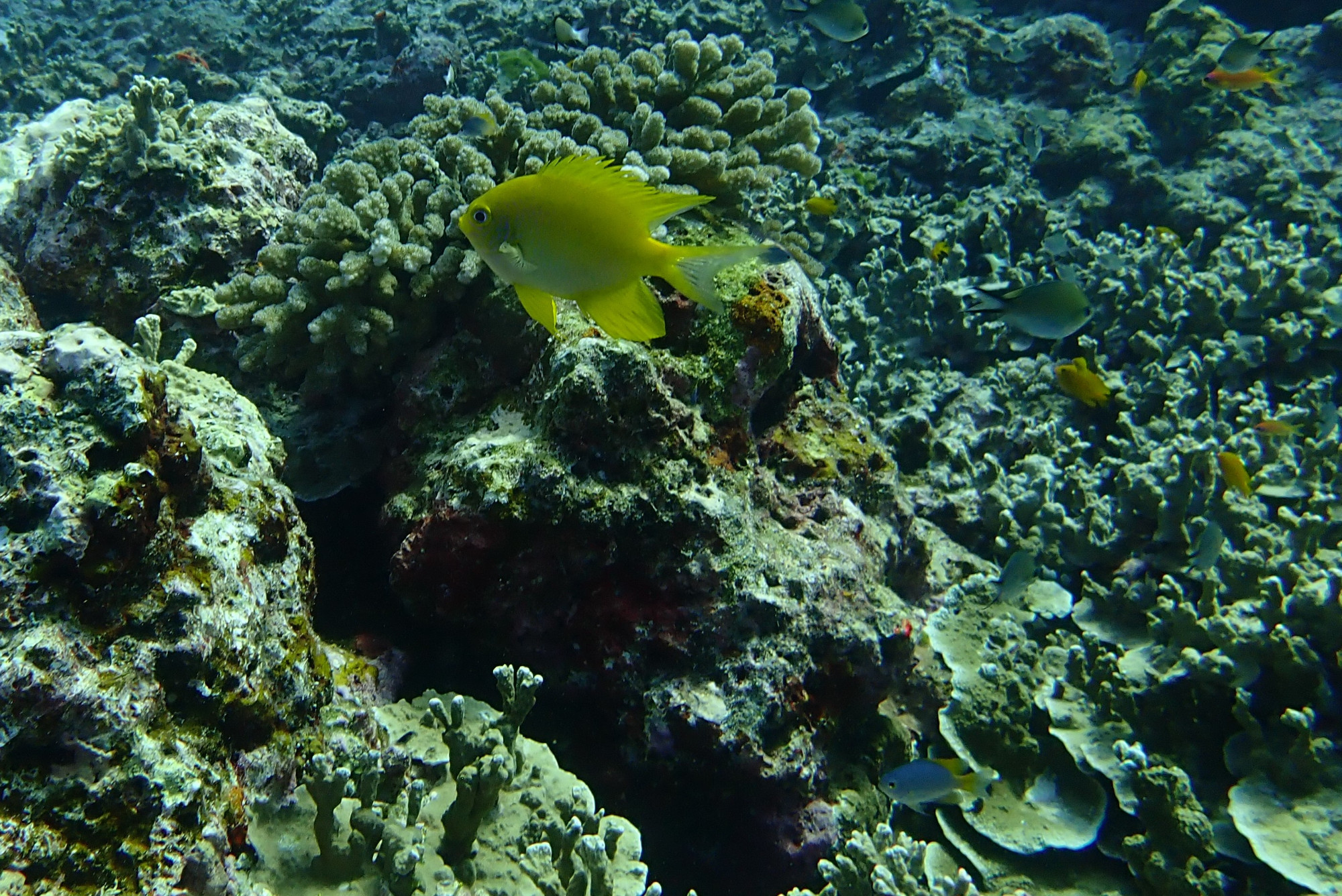 Three Trees Dive site Similan Islands, Таиланд