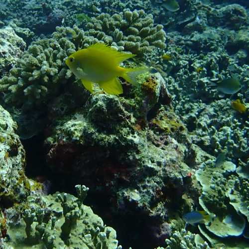 Three Trees Dive site Similan Islands, Таиланд