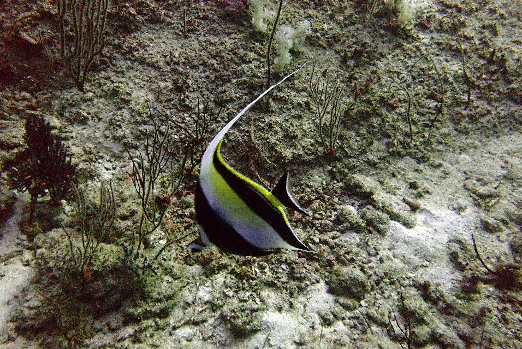 North Point Dive Site Similan Islands, Thailand