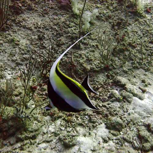 Long fin Bannerfish