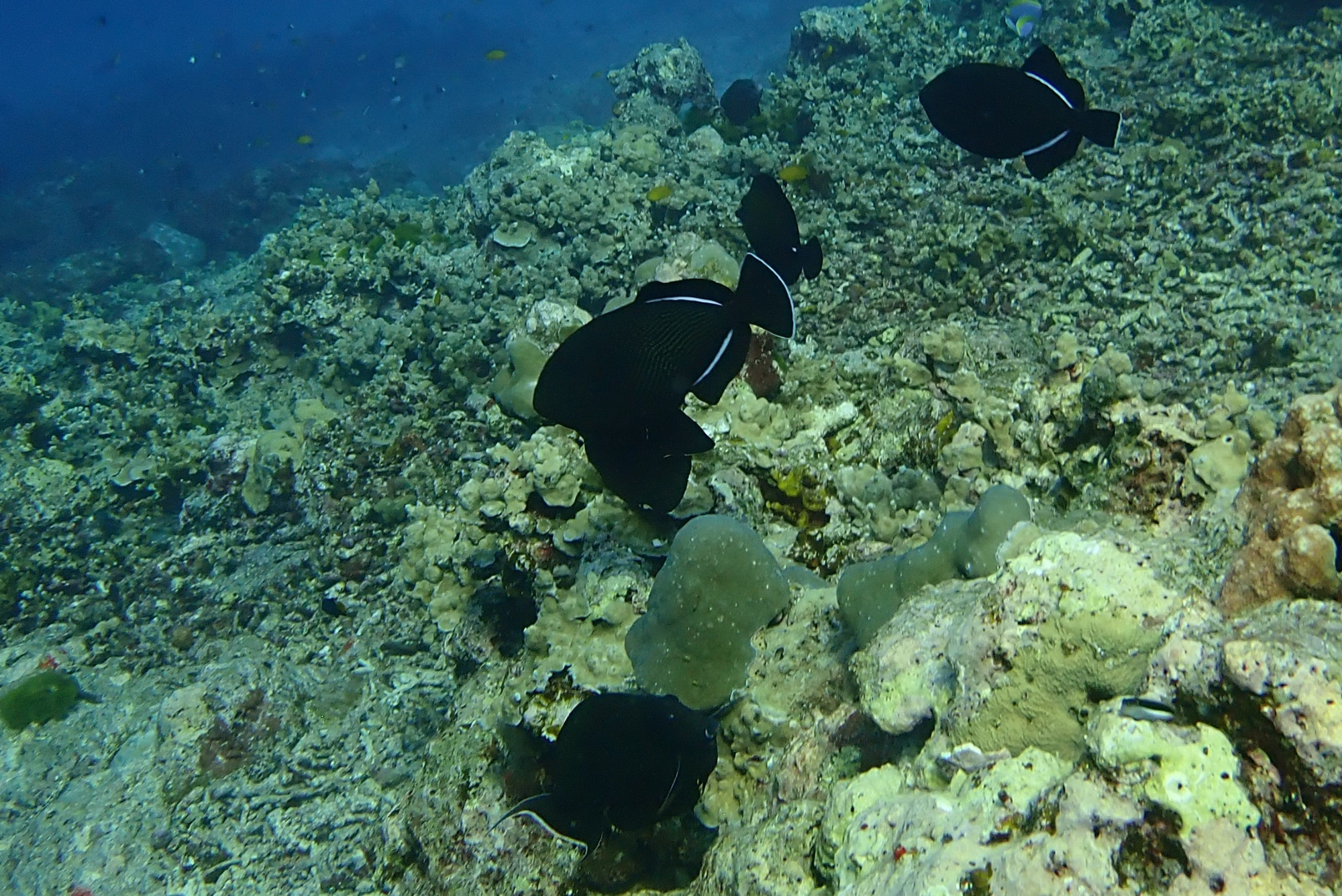 Three Trees Dive site Similan Islands, Thailand