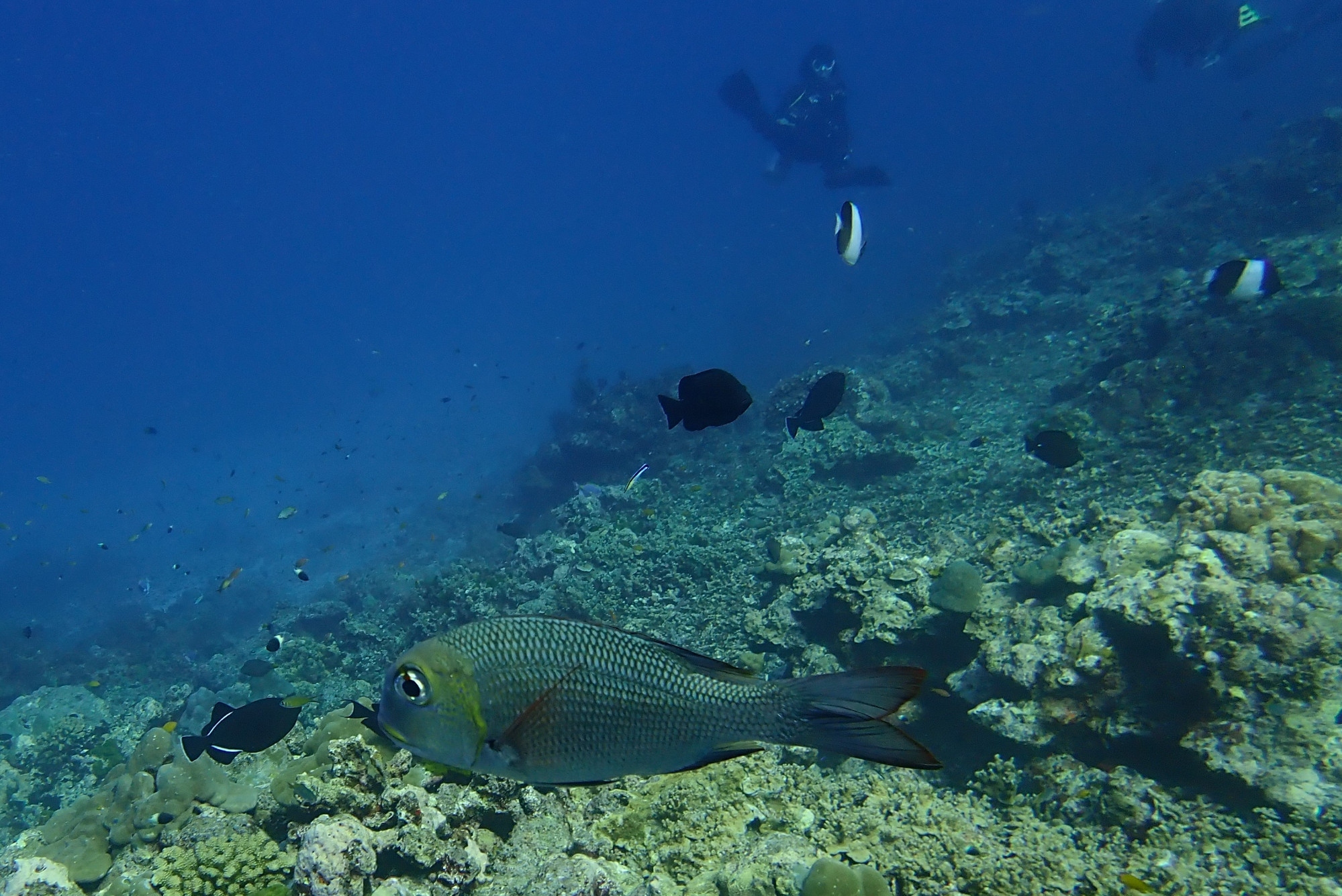 Three Trees Dive site Similan Islands, Таиланд