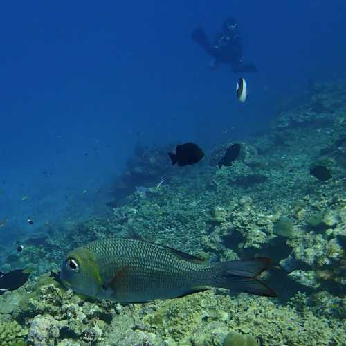 Three Trees Dive site Similan Islands, Thailand