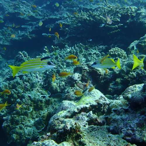 Three Trees Dive site Similan Islands, Таиланд