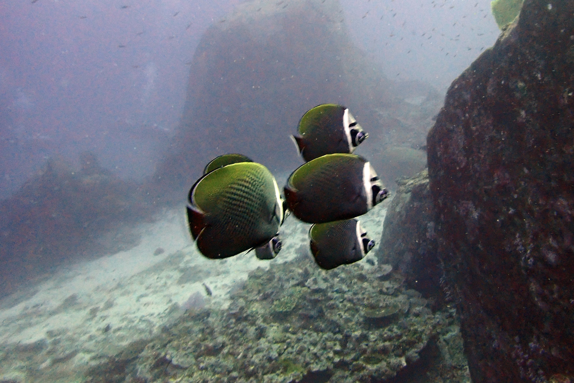 North Point Dive Site Similan Islands, Таиланд