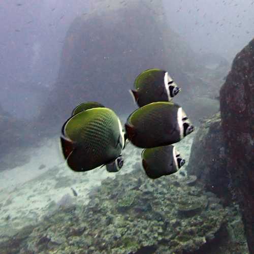 Red Tailed Butterfly Fish