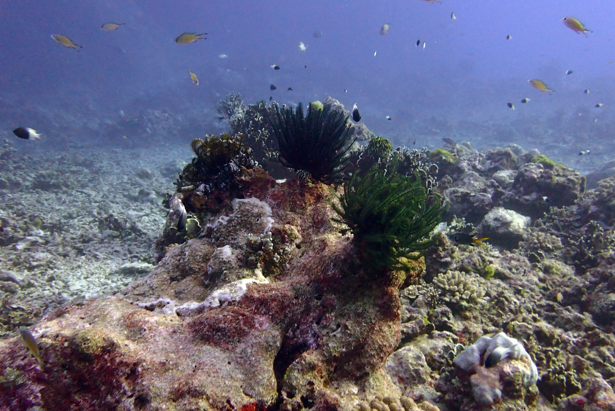 North Point Dive Site Similan Islands, Таиланд