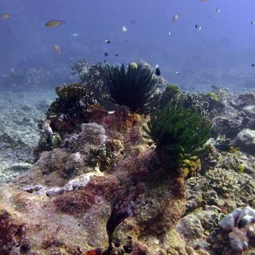 North Point Dive Site Similan Islands