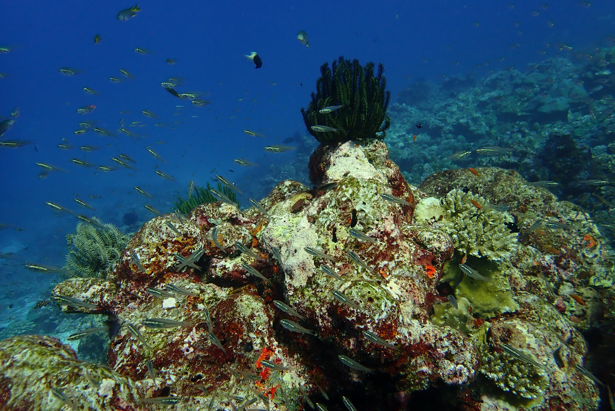 Three Trees Dive site Similan Islands, Таиланд